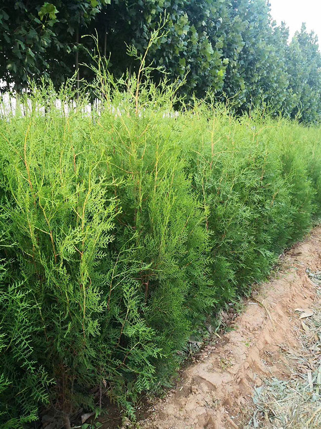 侧柏苗价格多少钱一棵?侧柏苗的种植方法