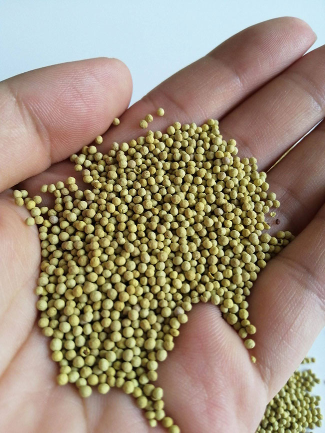白三叶草籽价格多少钱一棵?白三叶草籽如何种植?