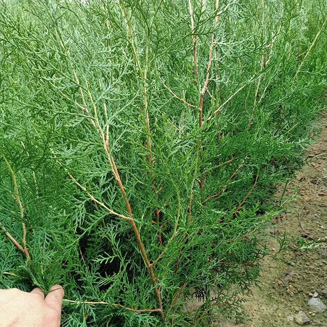 侧柏价格
