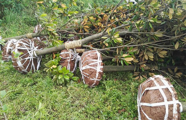 广玉兰树价格多少钱一棵?广玉兰树的种植技术