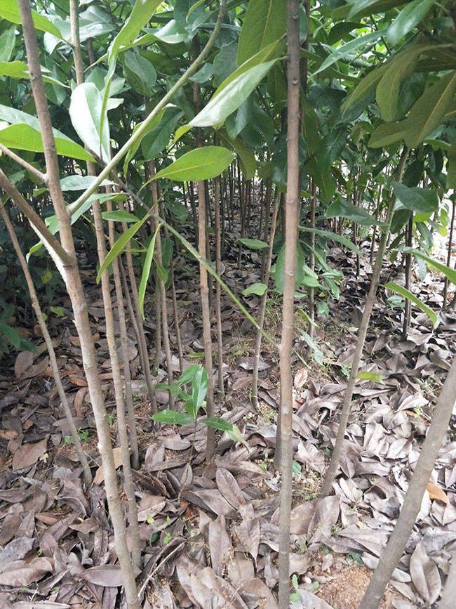广玉兰树价格多少钱一棵?广玉兰树的种植技术
