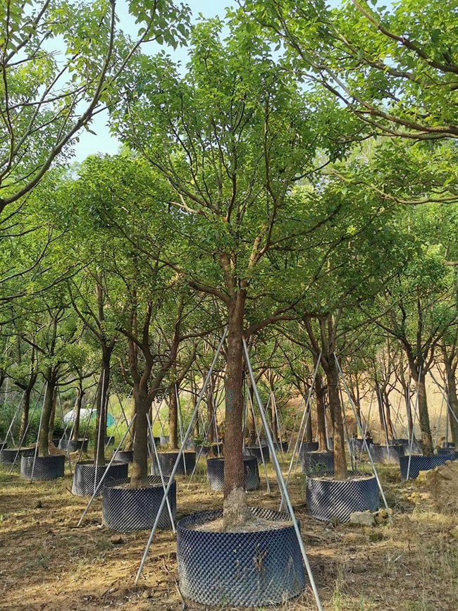 香樟苗价格多少钱一棵?香樟苗种植方法和注意事项