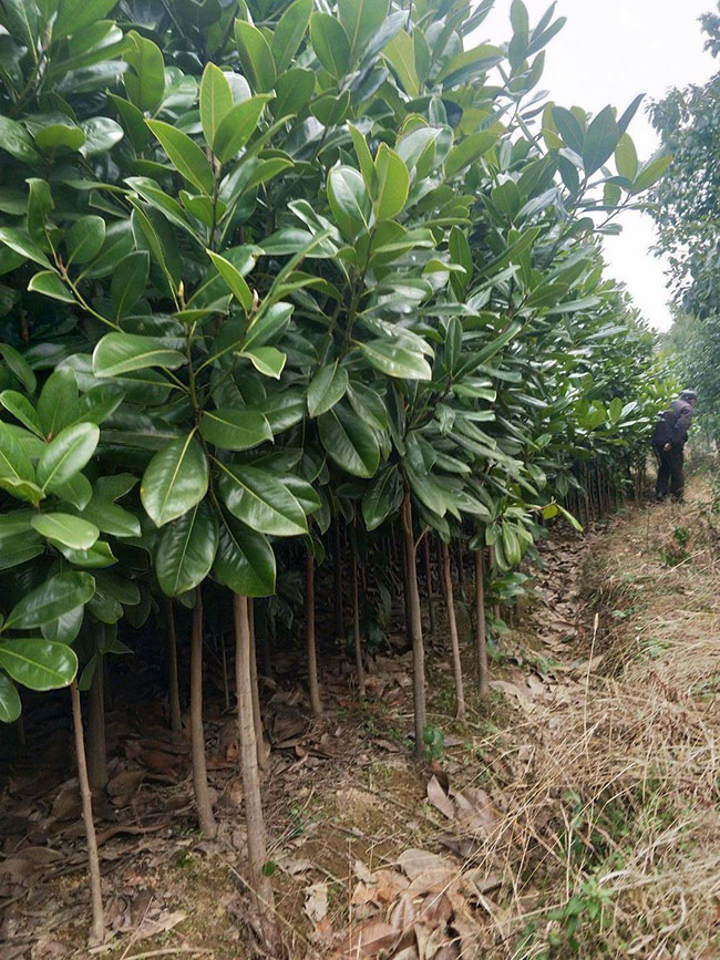 广玉兰树价格多少钱一棵?广玉兰树的种植技术