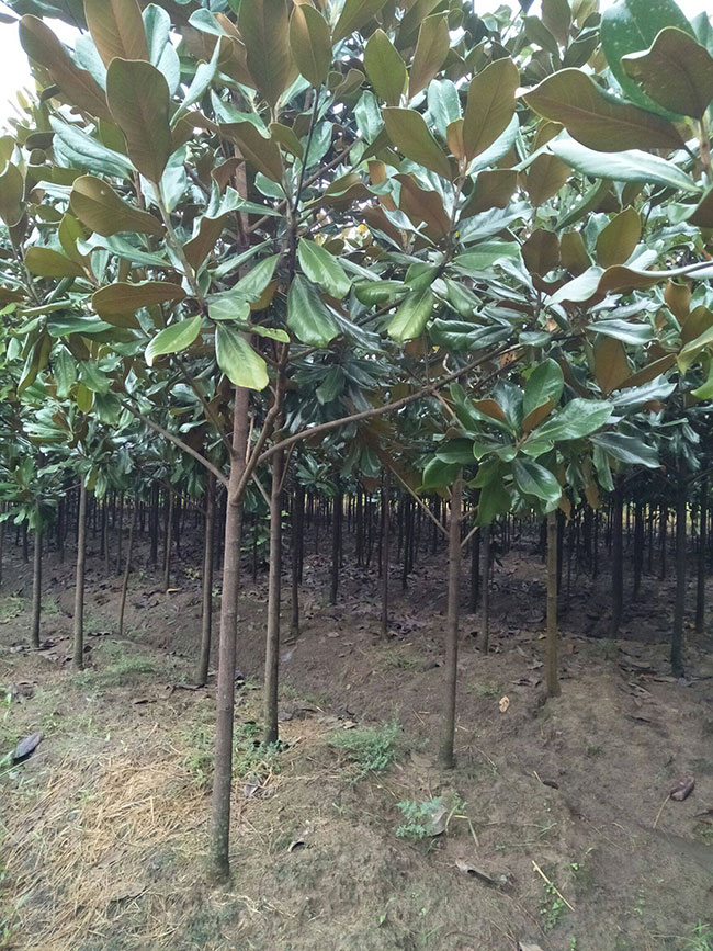 广玉兰树价格多少钱一棵?广玉兰树的种植技术