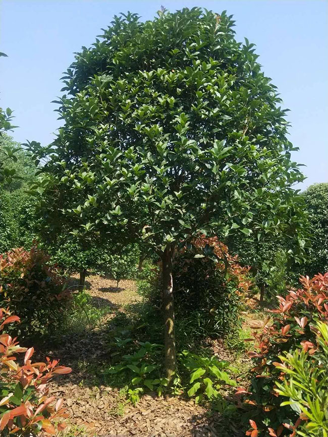 大桂花树价格表多少钱一棵?大桂花树的种植技术