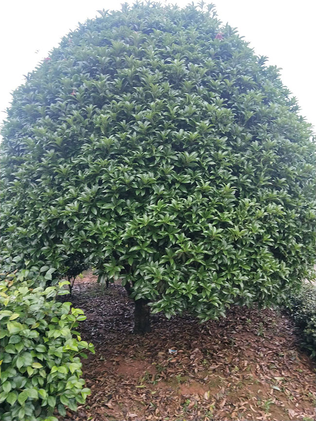 大桂花树价格
