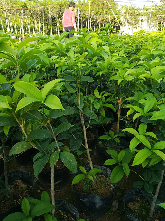 大桂花树价格