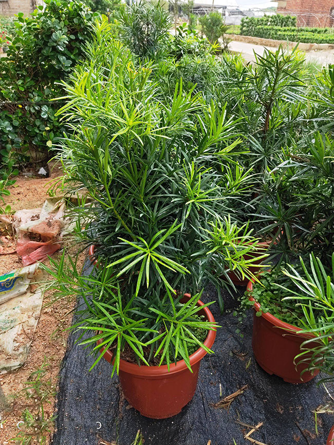 罗汉松小苗价格多少钱一棵?罗汉松种植方法和注意事项