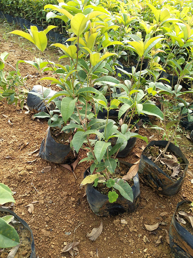 桂花价格表多少钱一棵?桂花种植方法有哪些?
