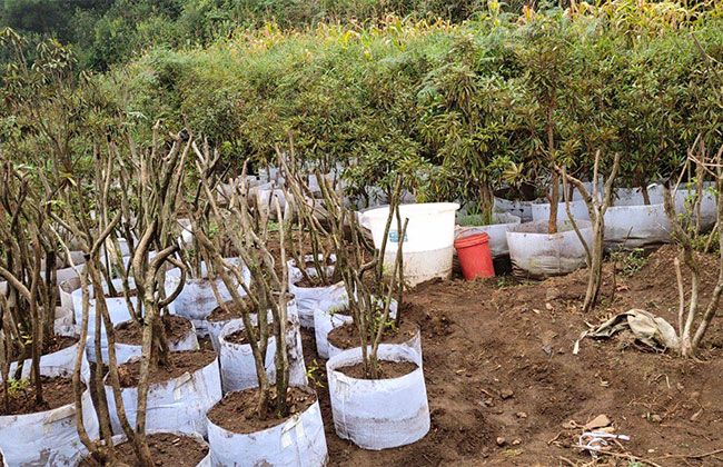 映山红价格多少钱一棵?映山红的种植方法