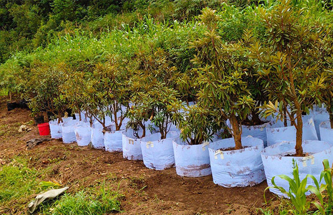 映山红价格多少钱一棵?映山红的种植方法