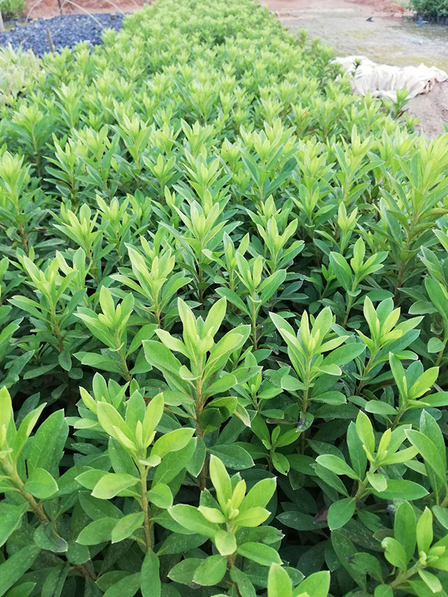 映山红价格多少钱一棵?映山红的种植方法