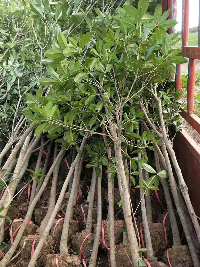 四季桂花价格多少钱一棵?四季桂花的种植技术