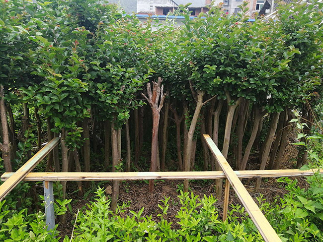 百日红价格多少钱一棵?百日红种植方法有哪些?