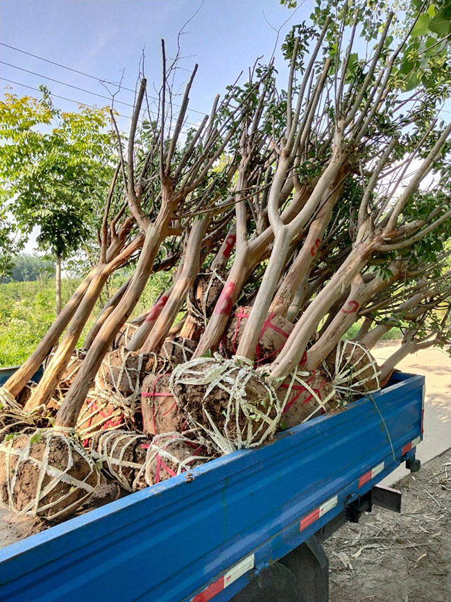 百日红价格多少钱一棵?百日红种植方法有哪些?