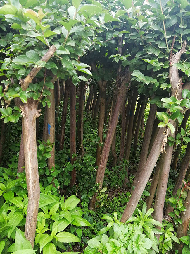 百日红价格多少钱一棵?百日红种植方法有哪些?