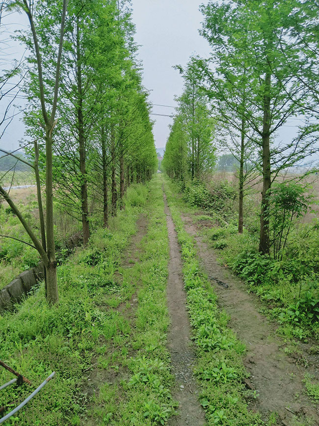 水杉树