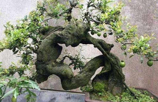 金弹子价格多少钱一棵?金弹子种植方法有哪些?