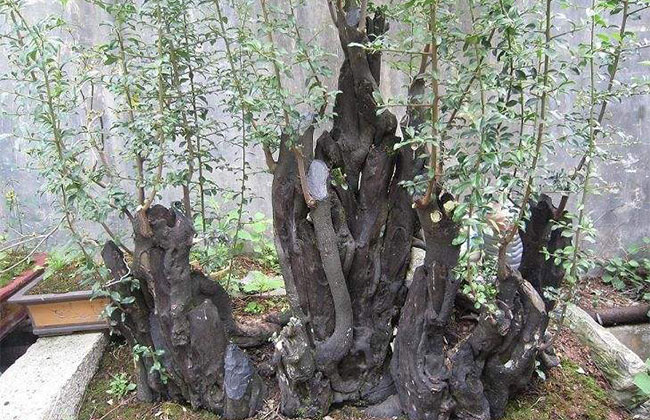 金弹子价格