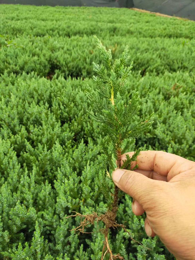 小龙柏价格多少钱一棵?小龙柏种植方法和注意事项
