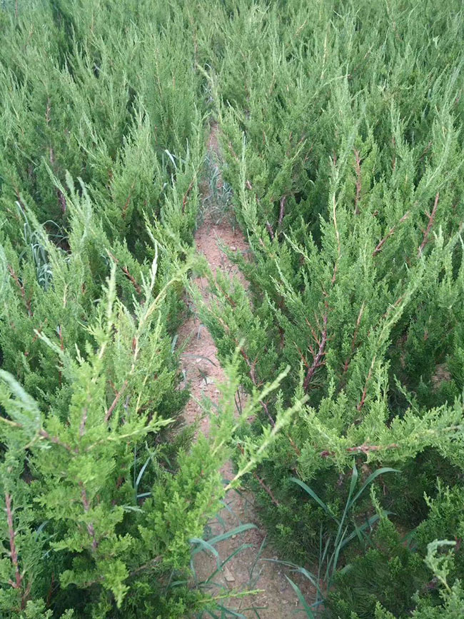 小龙柏价格多少钱一棵?小龙柏种植方法和注意事项