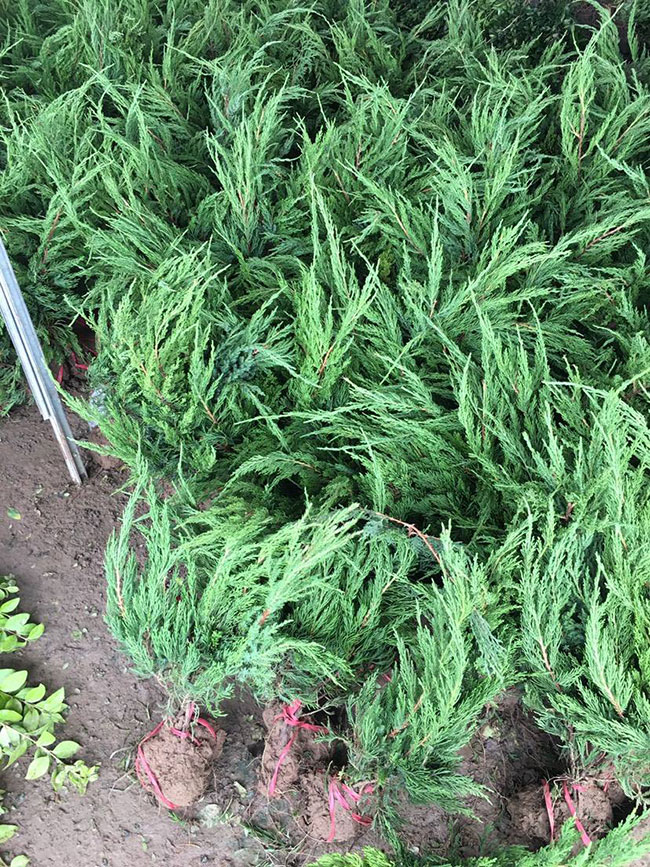 小龙柏价格多少钱一棵?小龙柏种植方法和注意事项