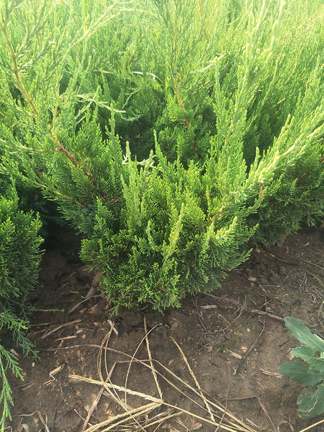 小龙柏价格多少钱一棵?小龙柏种植方法和注意事项