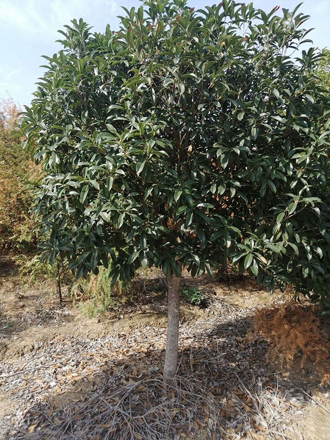 金桂价格多少钱一棵?金桂的种植方法