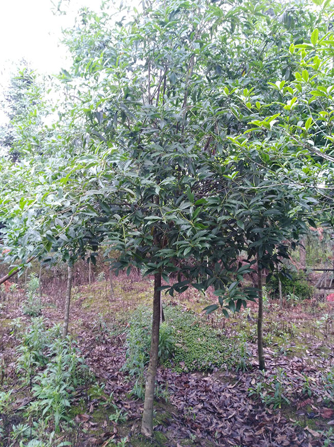 金桂价格多少钱一棵?金桂的种植方法