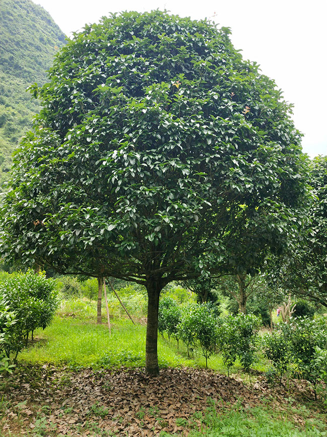 金桂价格多少钱一棵?金桂的种植方法