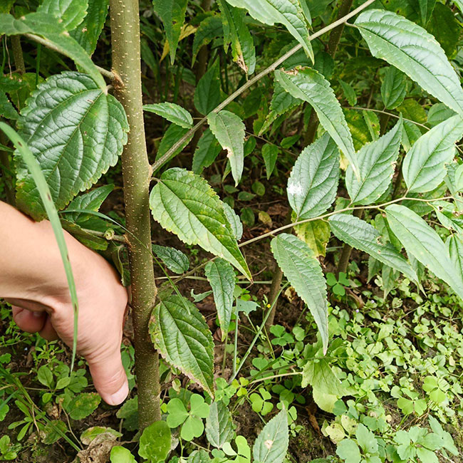 朴树价格表多少钱一棵?朴树苗种植方法有哪些?