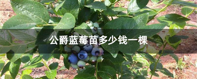 公爵蓝莓苗多少钱一棵 公爵蓝莓苗多少钱一棵