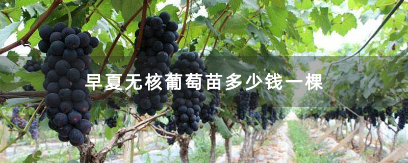 早夏无核葡萄苗多少钱一棵