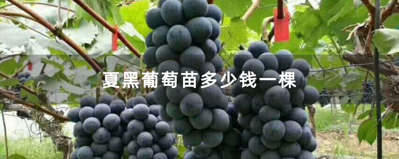 夏黑葡萄苗多少钱一棵