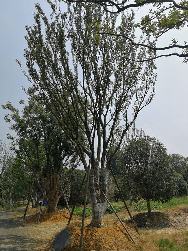 朴树价格表多少钱一棵?朴树苗种植方法有哪些?