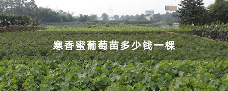 寒香蜜葡萄苗多少钱一棵