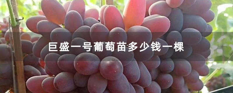 巨盛一号葡萄苗多少钱一棵