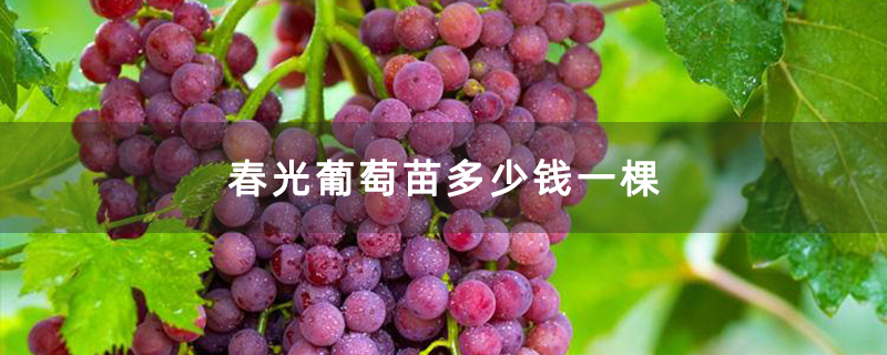 春光葡萄苗多少钱一棵