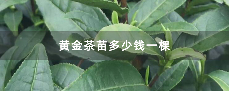 黄金茶苗多少钱一棵
