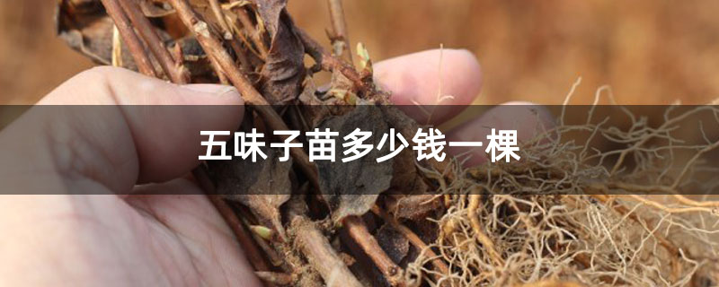 五味子苗多少钱一棵
