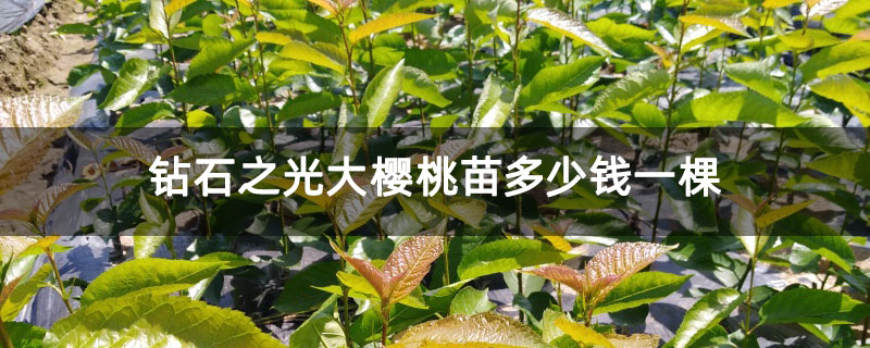 钻石之光大樱桃苗多少钱一棵