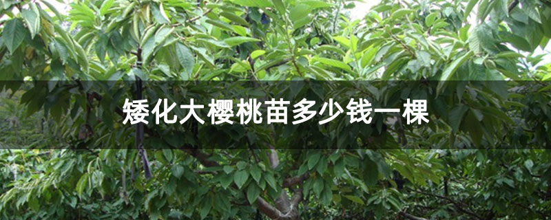 矮化大樱桃苗多少钱一棵 矮化大樱桃苗多少钱一棵