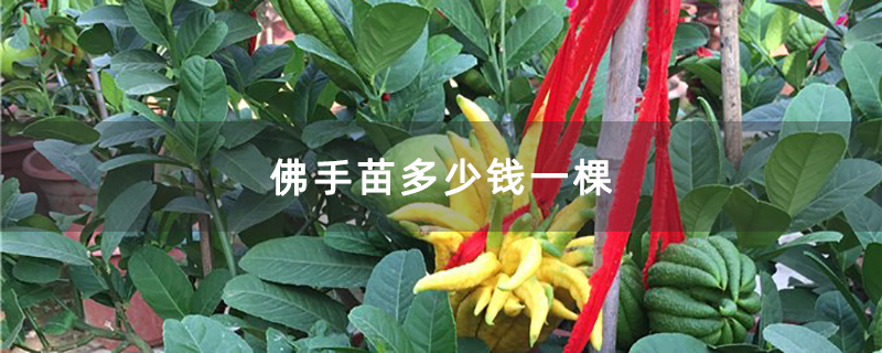 佛手苗多少钱一棵