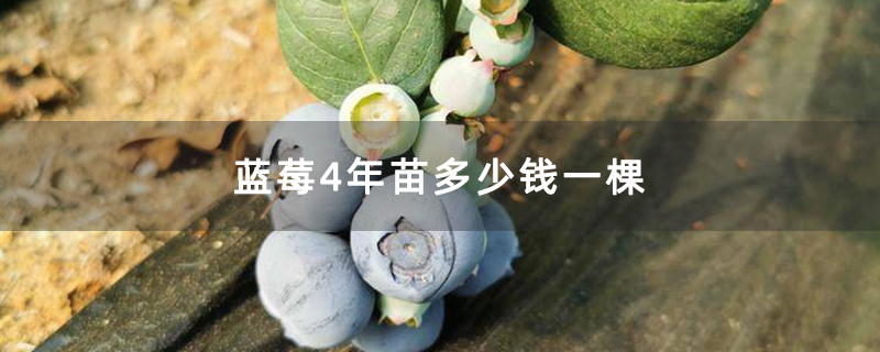 蓝莓4年苗多少钱一棵