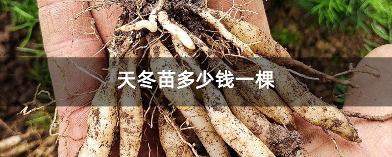 天冬苗多少钱一棵