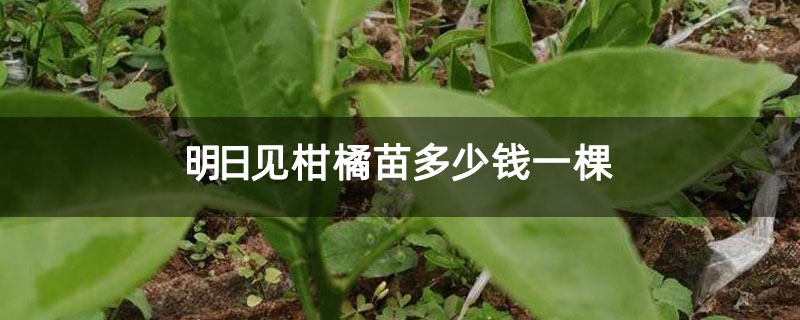 明日见柑橘苗多少钱一棵