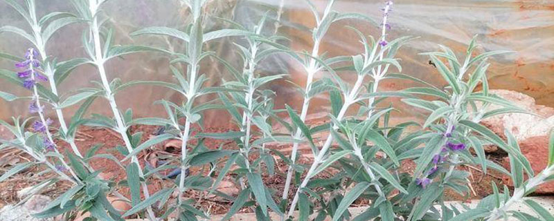 鼠尾草有毒吗