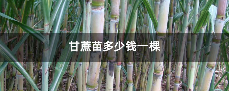 甘蔗苗多少钱一棵
