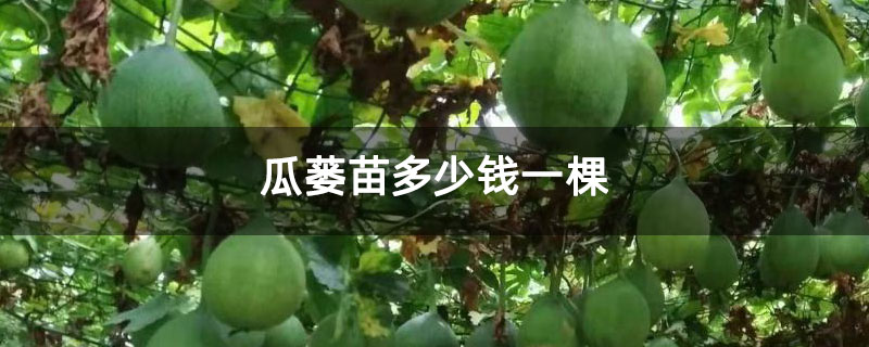 瓜蒌苗多少钱一棵