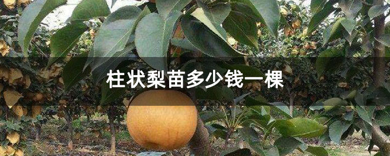 柱状梨苗多少钱一棵